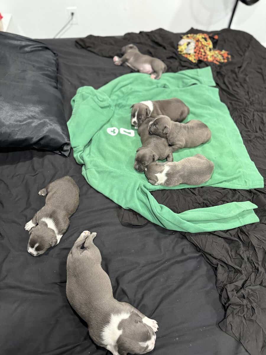 American Bully Puppies For Sale image 1