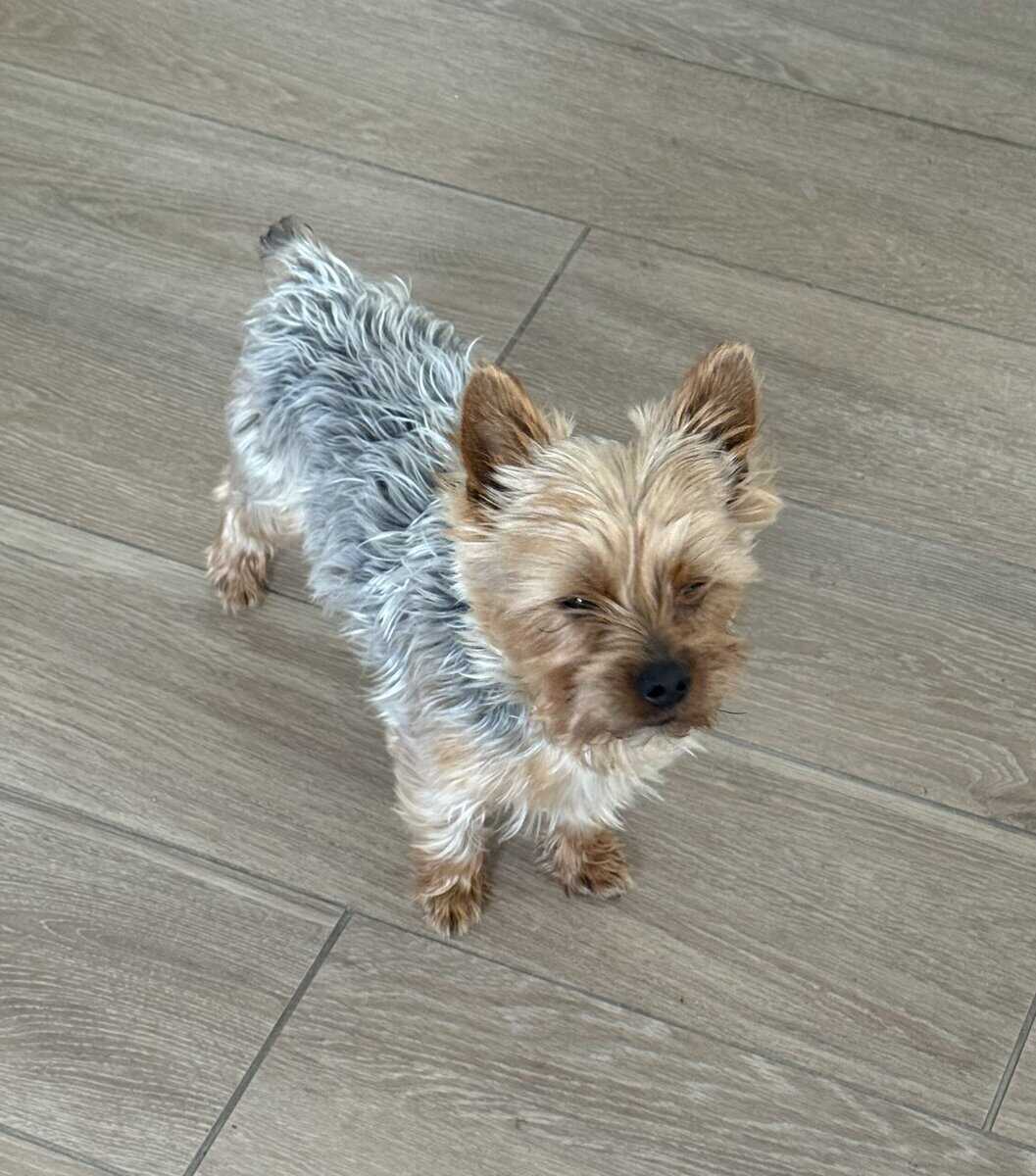 Lovable Yorky for sale image 7