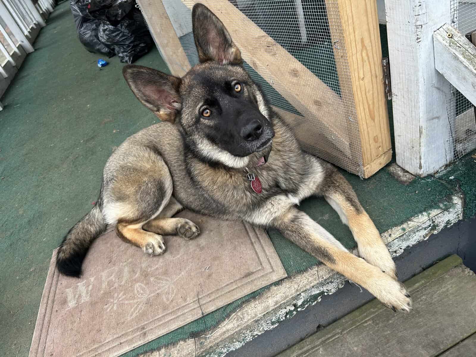 Female German shepherd image 2