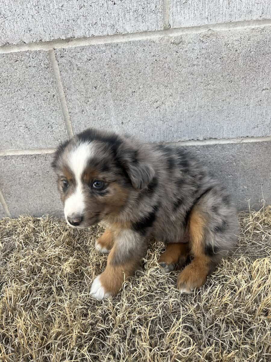 I am selling miniature Australian shepherds image 2