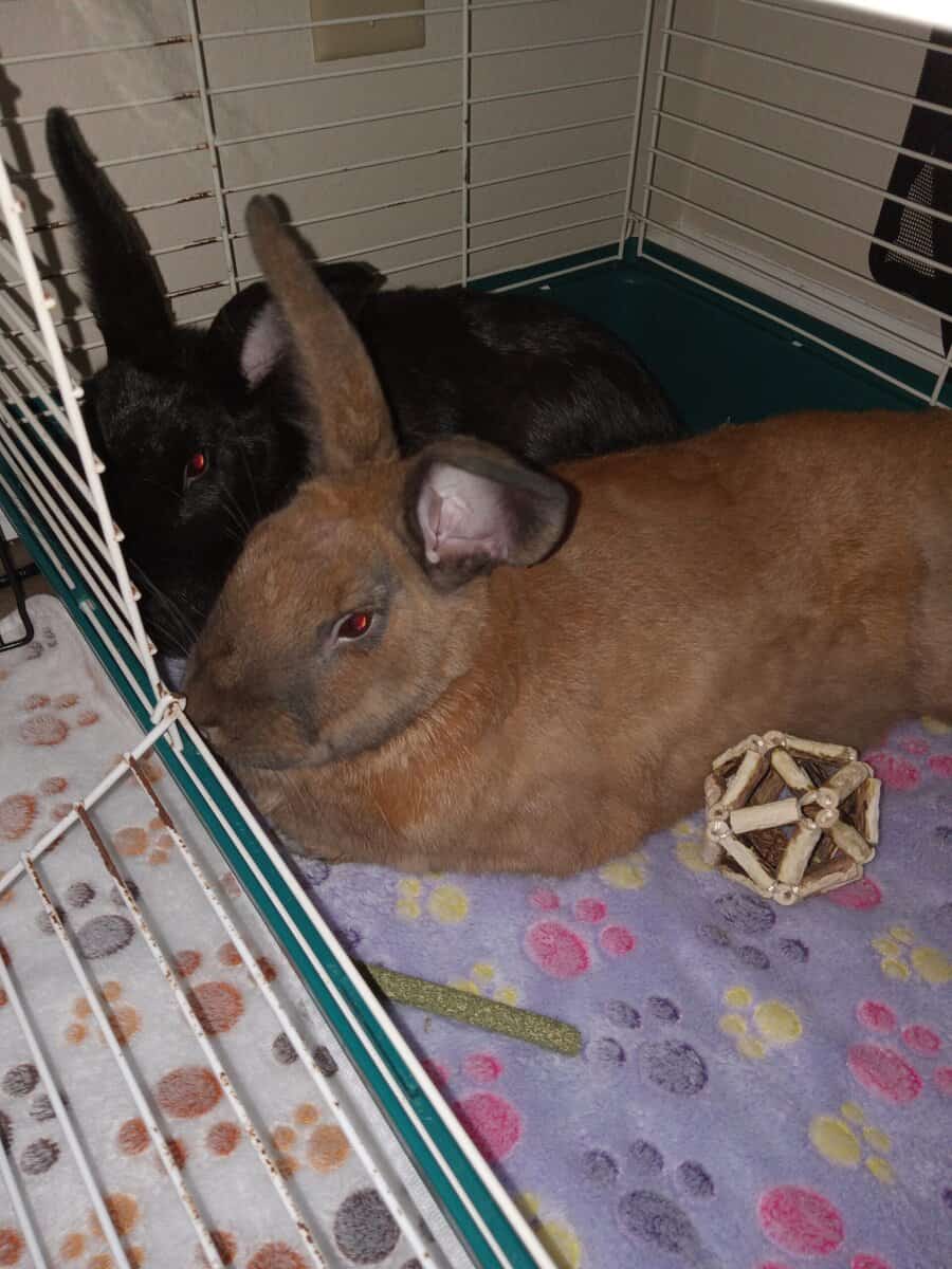 2 Bunny's a male and female spayed and neutered image 1