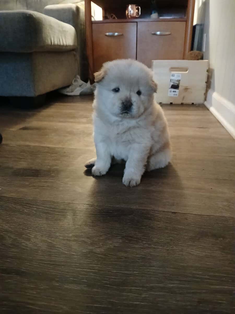 Chow Chow puppies image 1