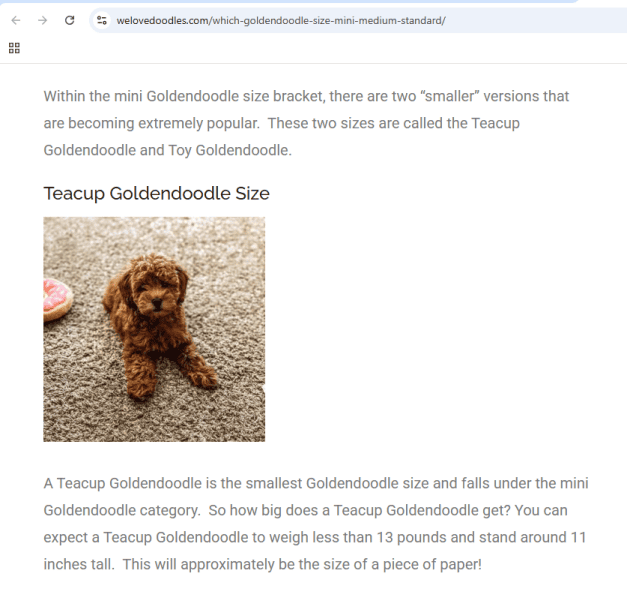 Mini-Golden Doodle Pups (Teacup to Toy size) image 8