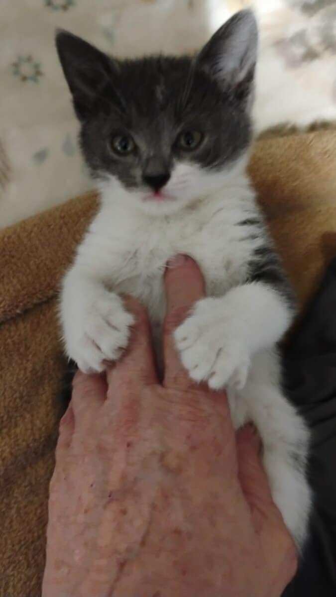 Munchkin British shorthair image 8