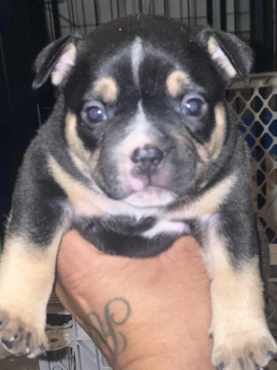 5 month old black tri pocket female image 14