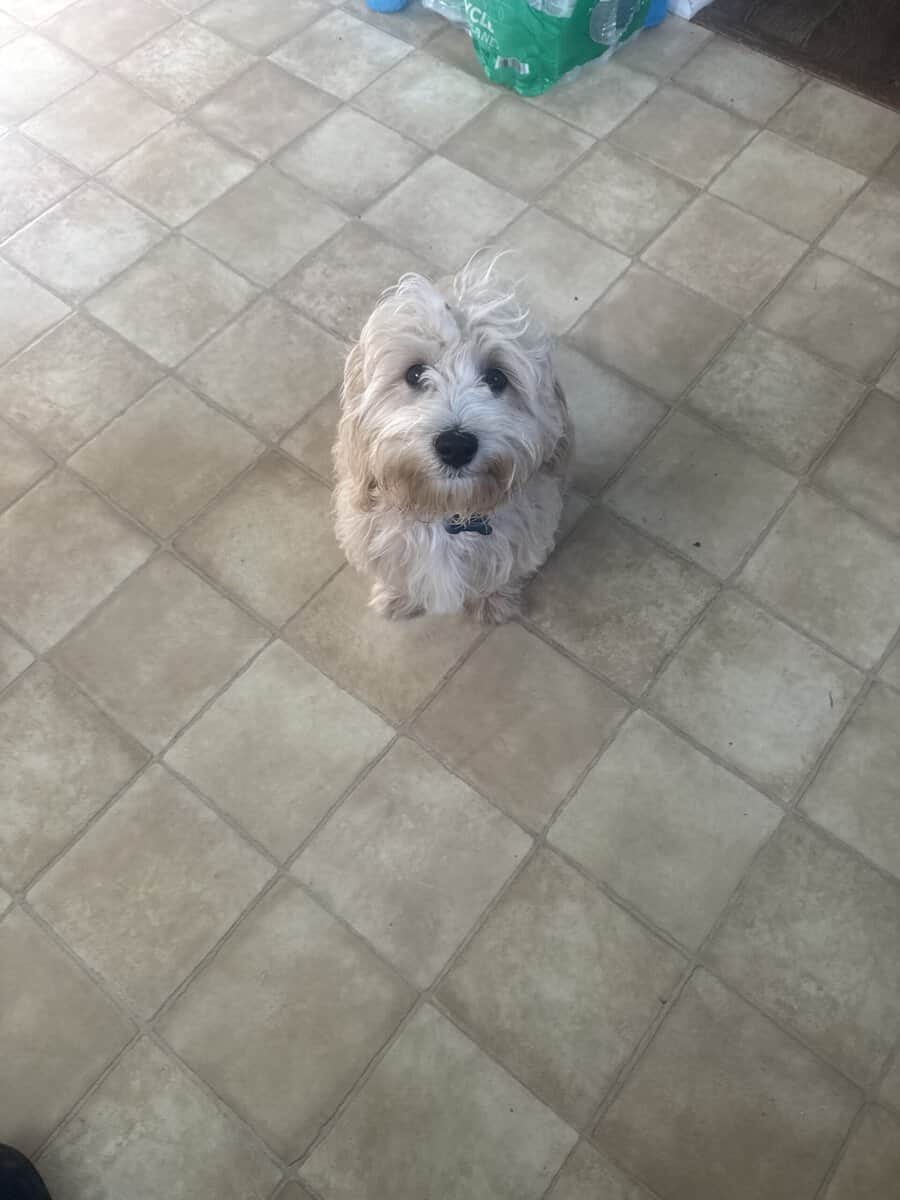 6mo Maltipoo - Benji image 1