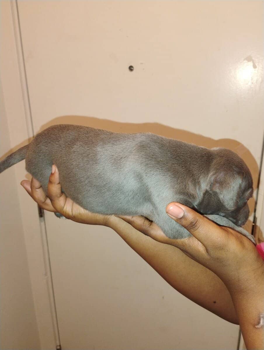 Corso pit mix image 9