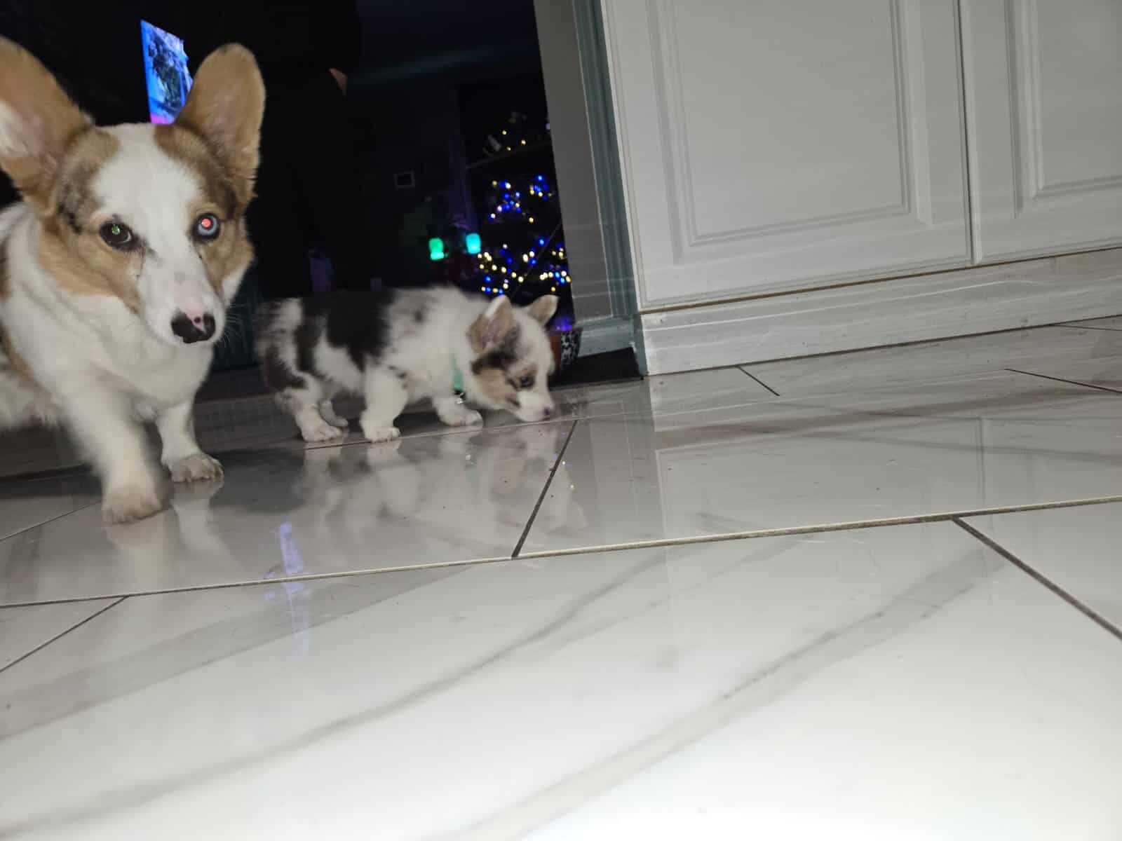 American corgi image 5