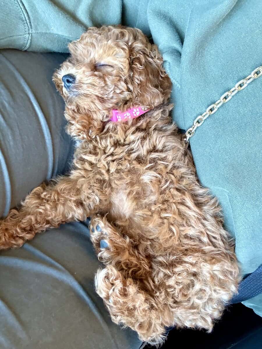 6 week old poodle puppy for sale image 2