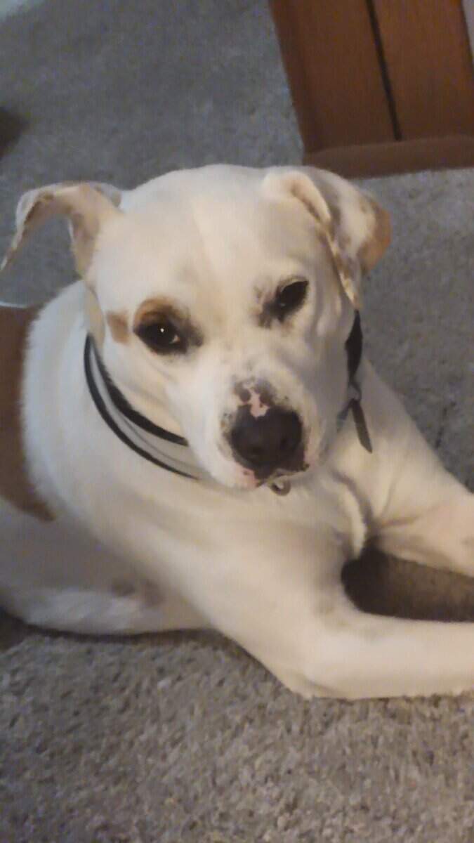 Princess rehoming image 2