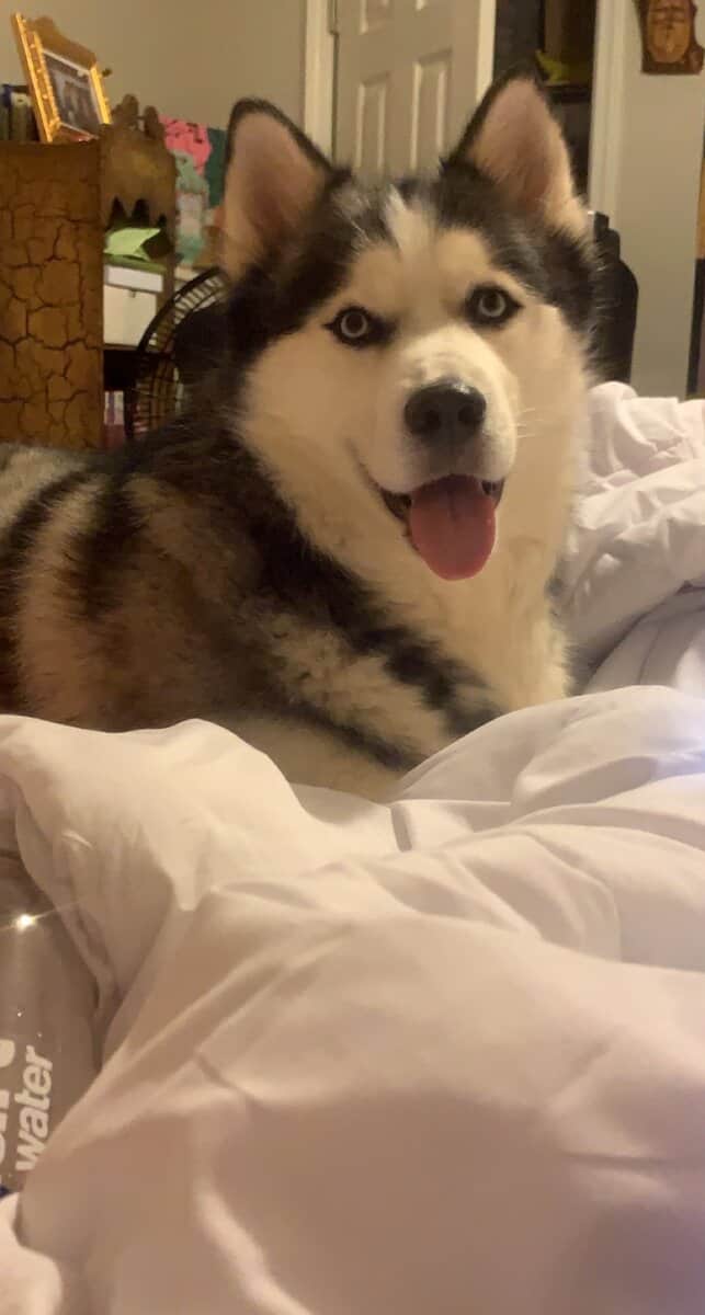 Looking to Rehome a 7-year old Male Husky image 4
