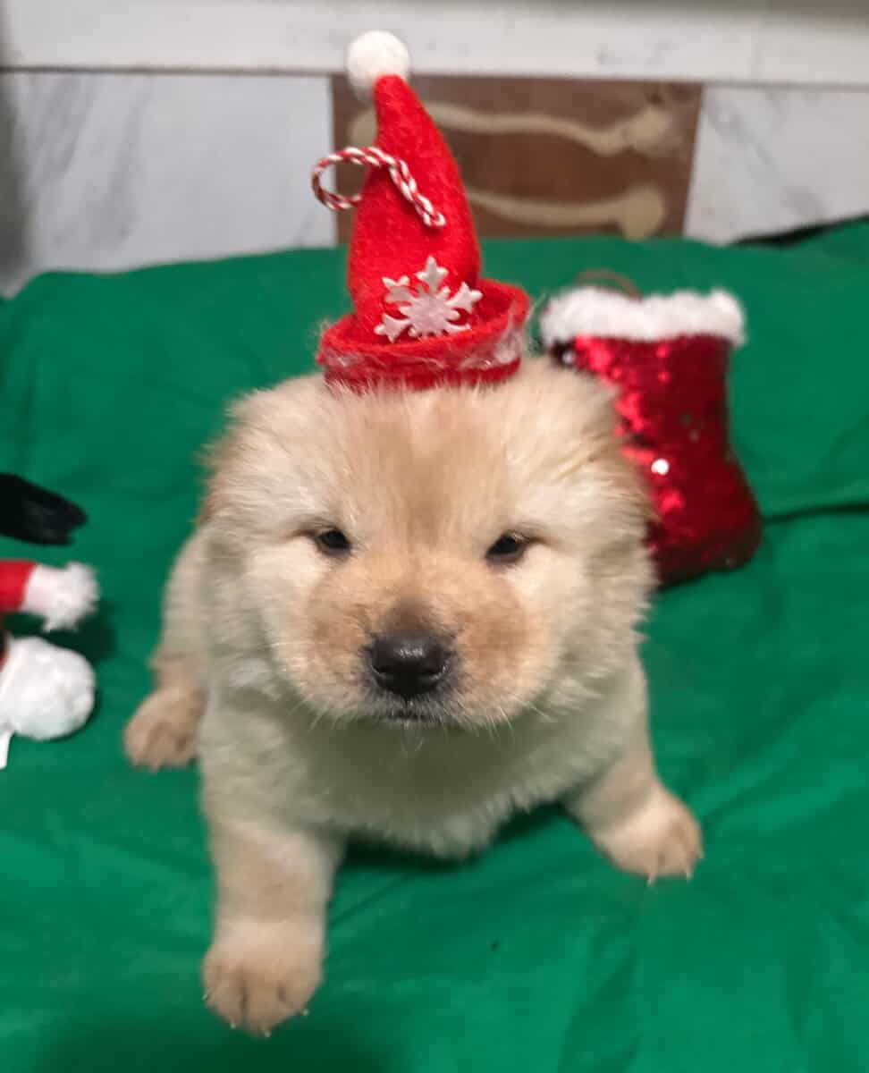 Beautiful cream male Chow Chow image 1