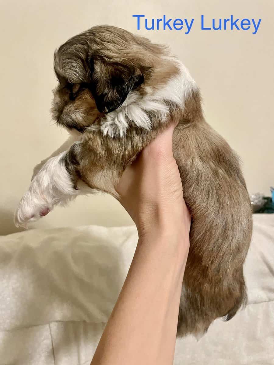 Shih Tzu Pups image 16