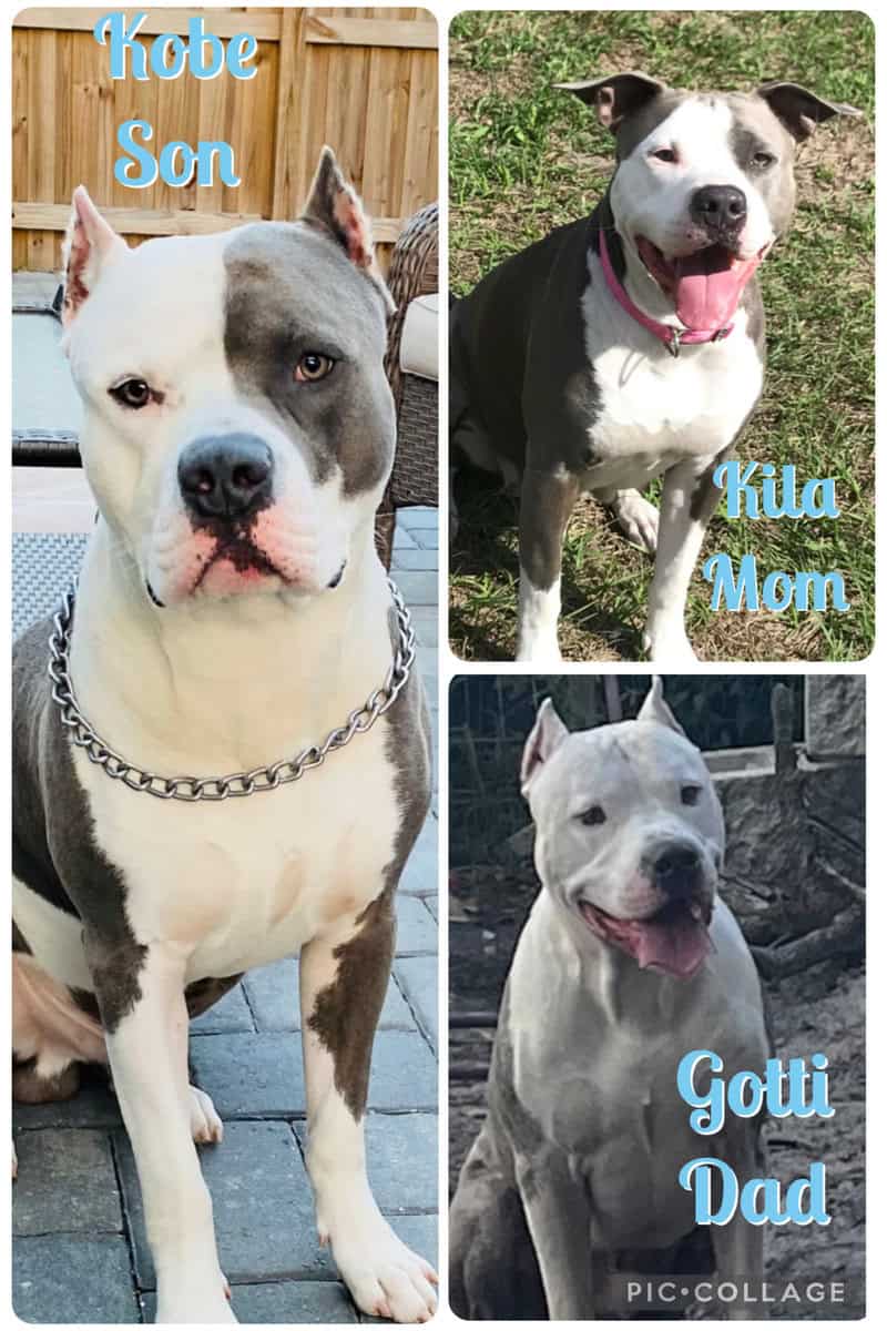Blue pitbull terrier puppies image 2