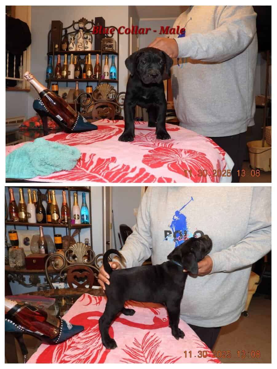 5 Presa Canario Puppies image 5