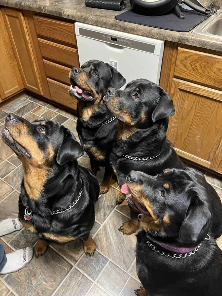 Rottweiler image 2