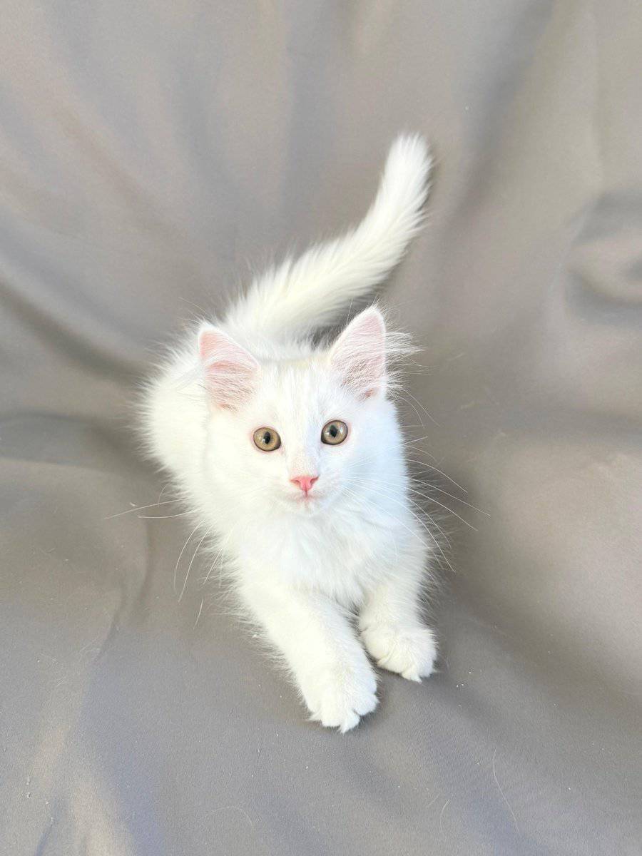 Turkish Angora Kittens image 6