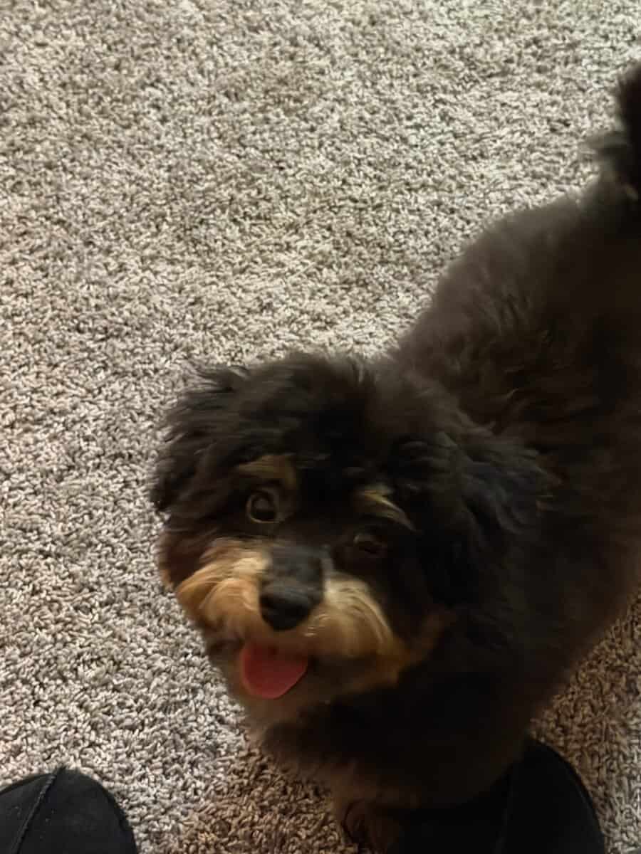Rehoming for our Puppy image 2