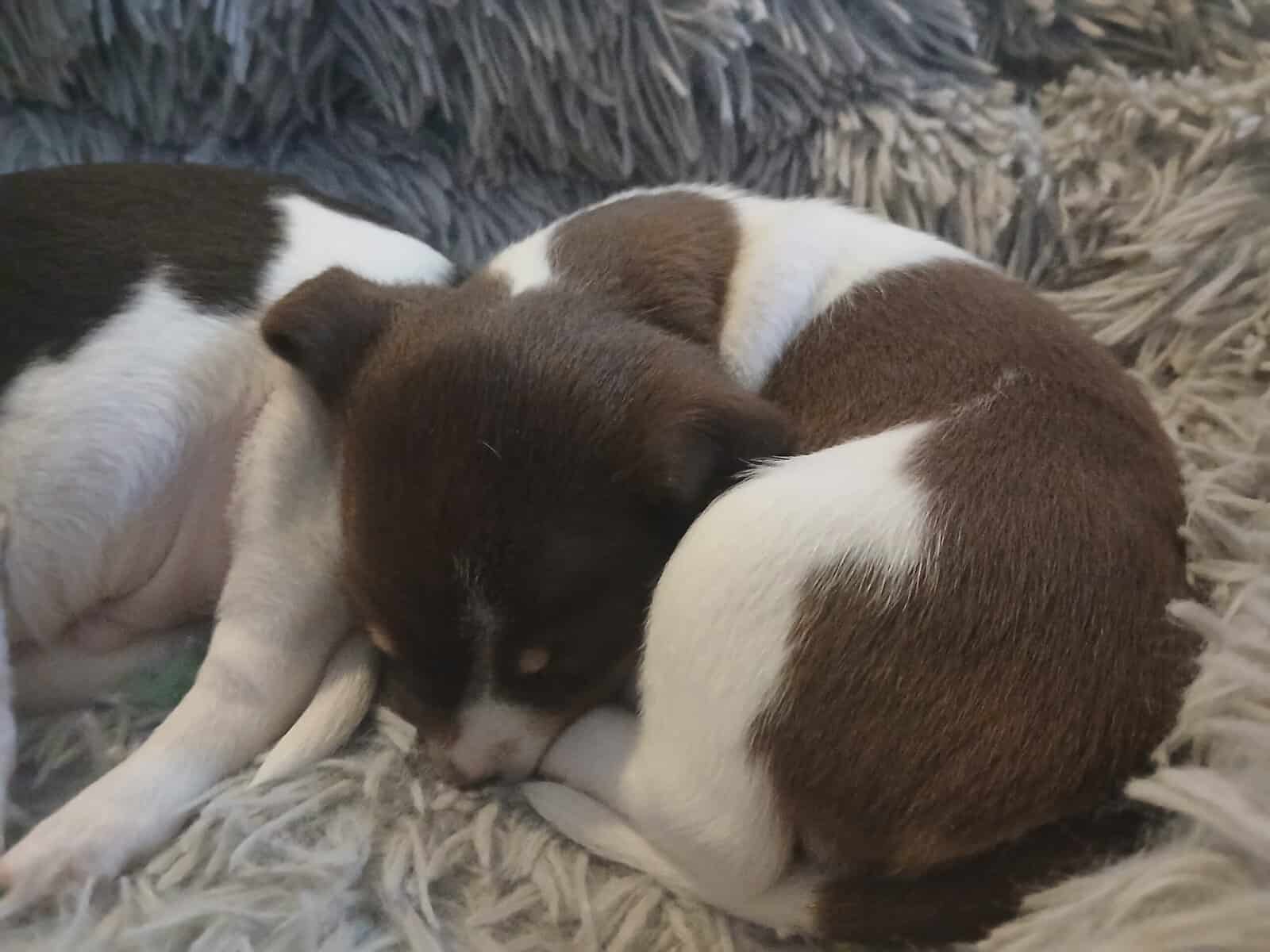 5 Week Old Precious Chiweenie Babies!!! image 7
