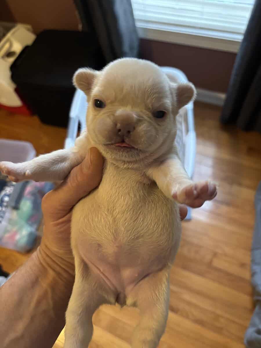 French Bulldog Puppies image 6