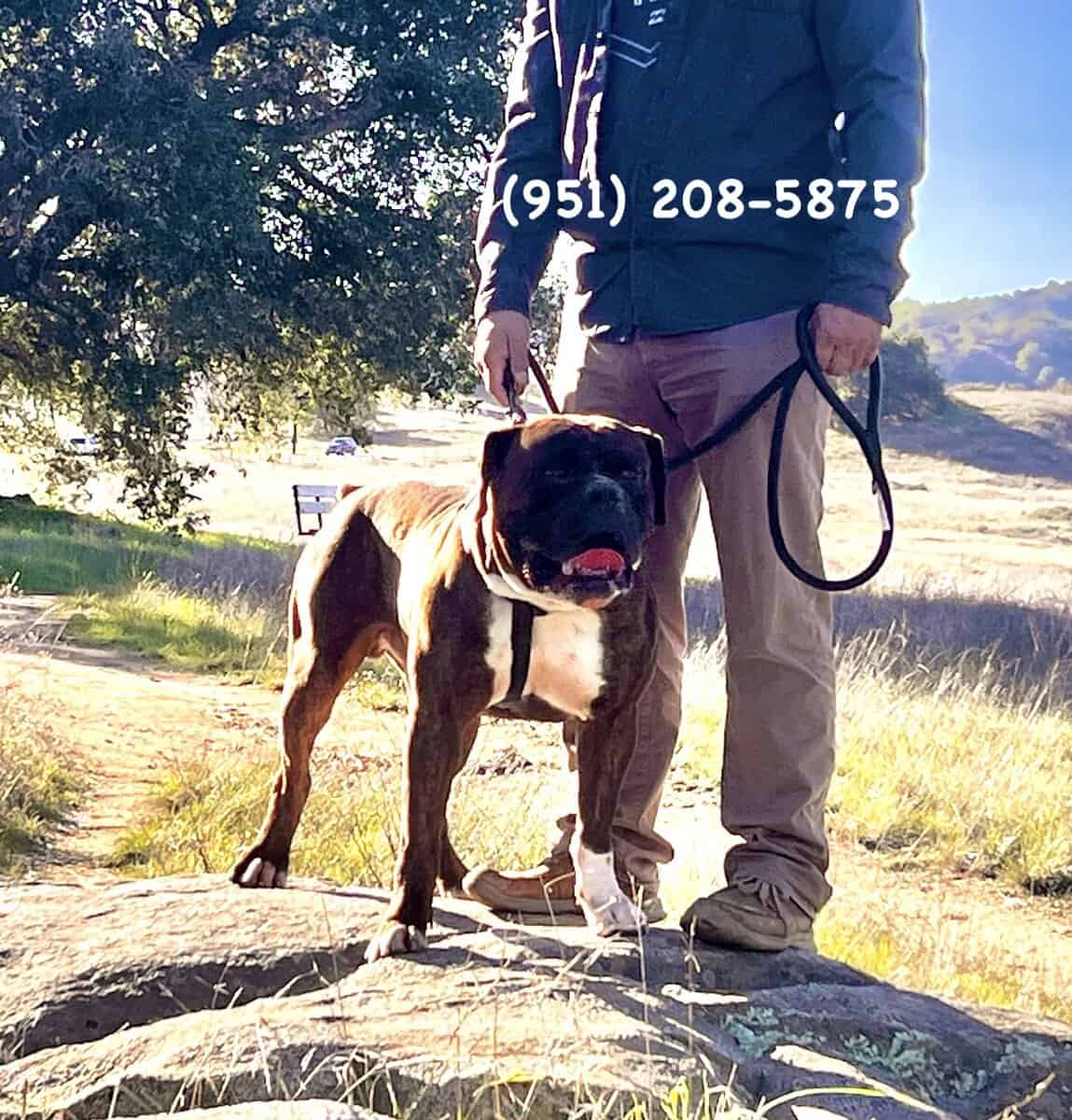 Olde English Bulldog $1500 image 7