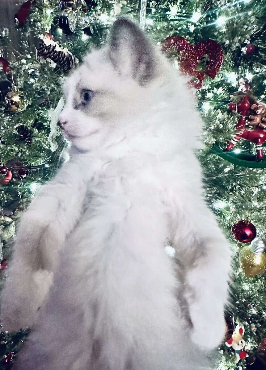 Sweet Ragdoll Boy image 3