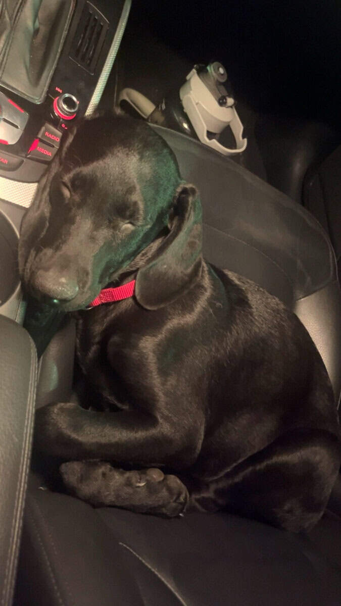 🐾 Meet Diesel – 5-Month-Old Black Lab × Doberman image 3
