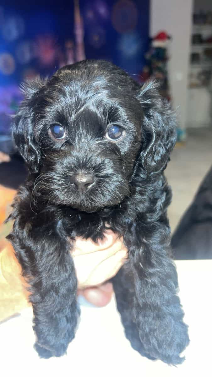 Tiny Doodle Puppies for Christmas in Iowa image 15