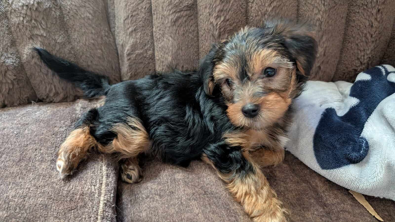Yorkies image 1