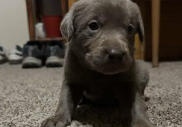 AKC Silver Lab Puppies