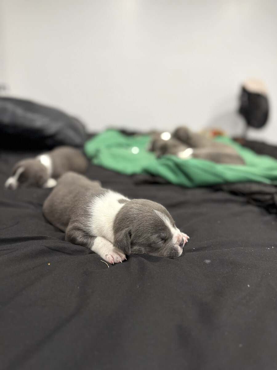 American Bully Puppies For Sale image 4