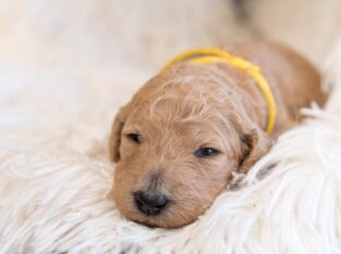 Goldendoodle Puppies