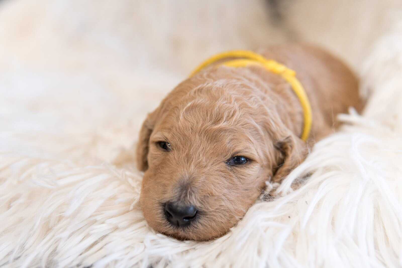 Goldendoodle Puppies image 1