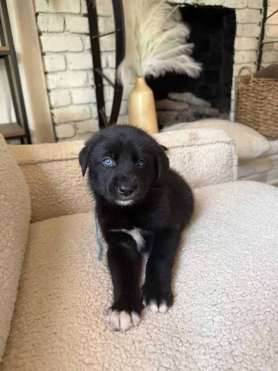 Purebred Golden Retriever Puppies For Sale! image 7