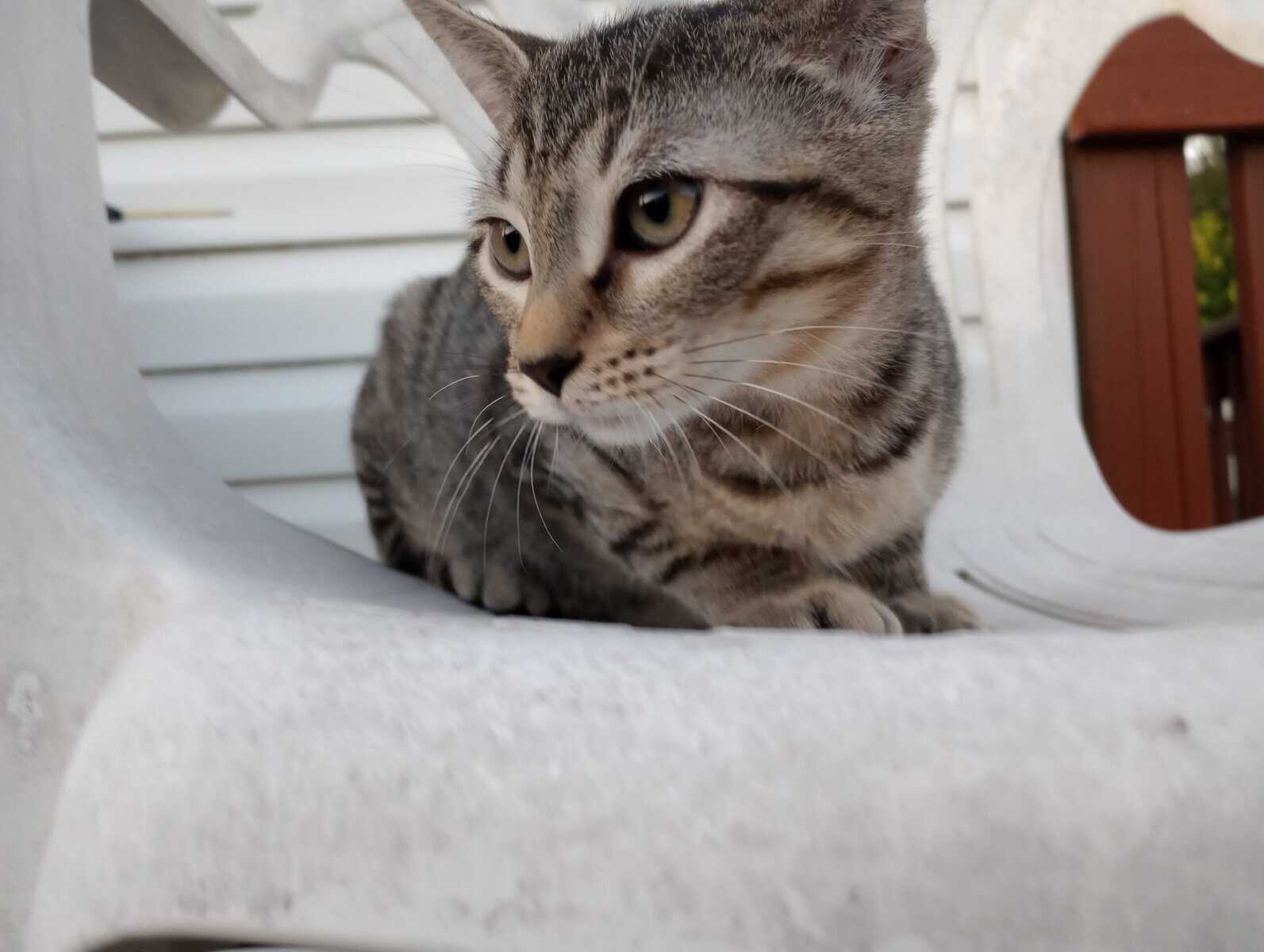 Kitten Needs a Forever Home! image 2