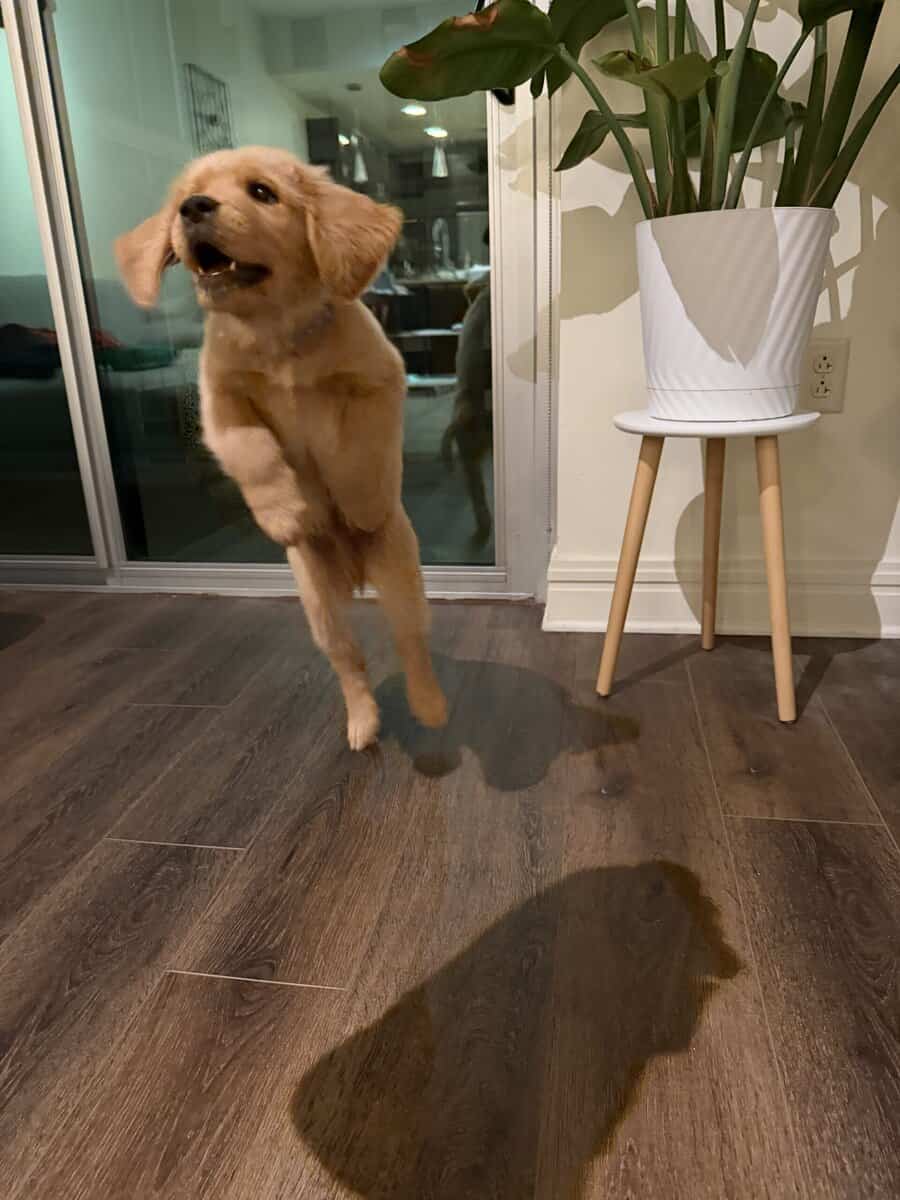 Golden Retriever Puppy to rehome image 5