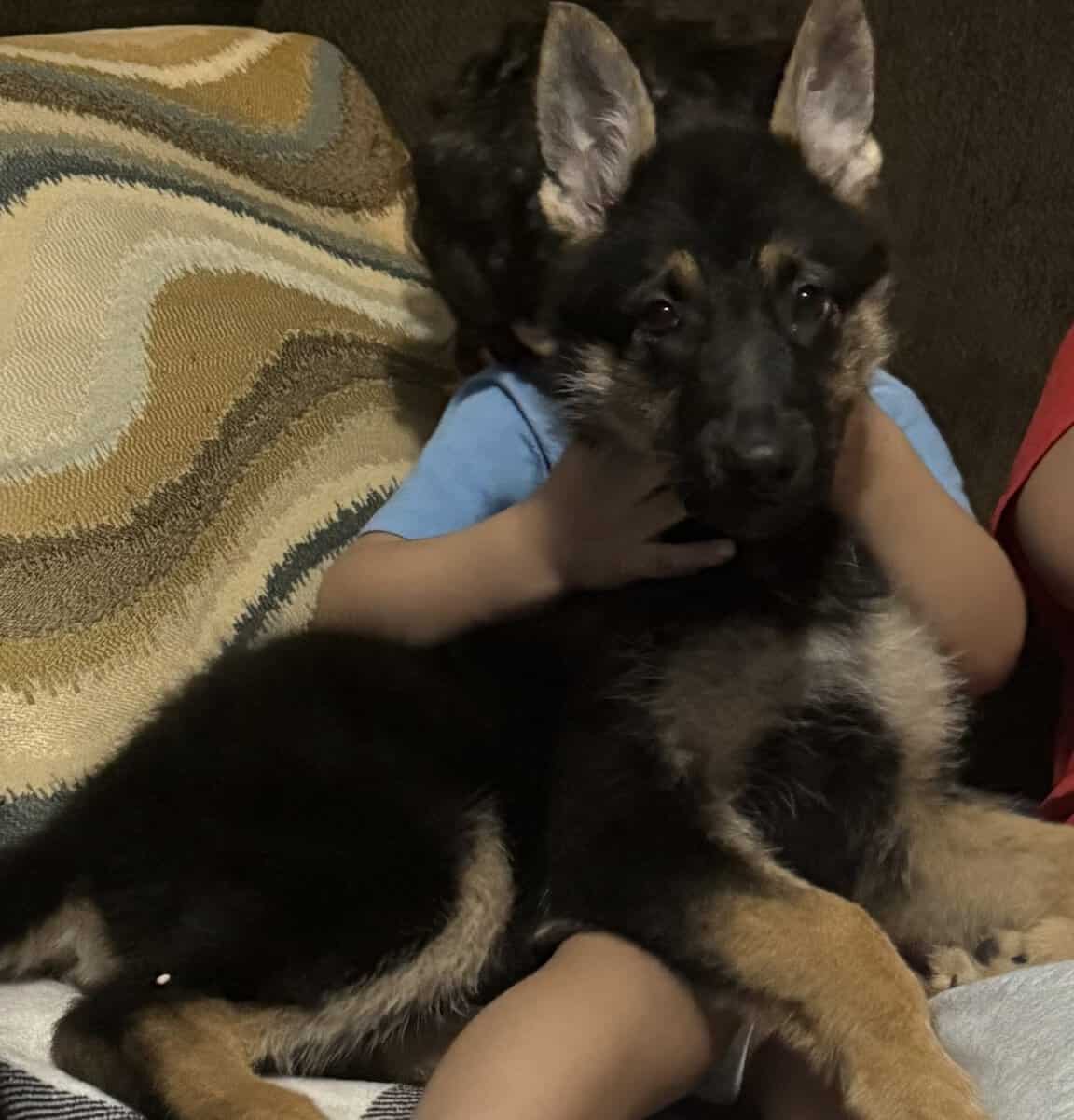 German shepherd puppy for sale image 4