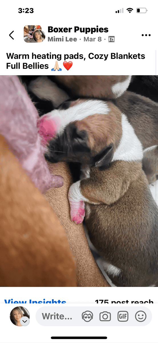 AKC boxer puppies raised in the home parents healt image 3