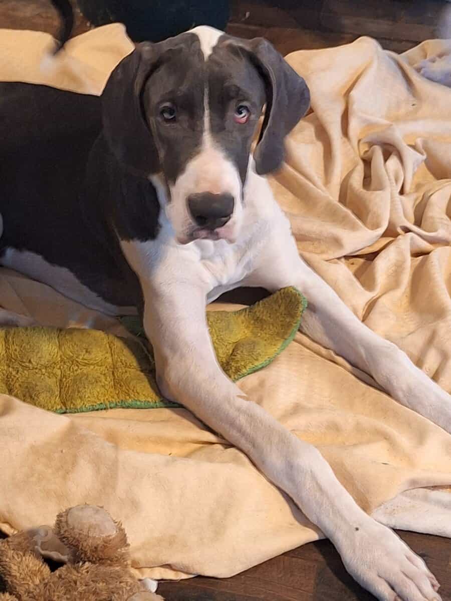Great Dane puppies for sale image 7