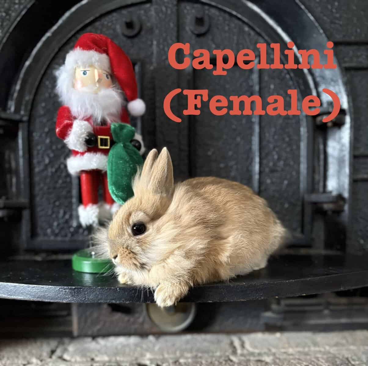 Lionhead Bunnies image 6
