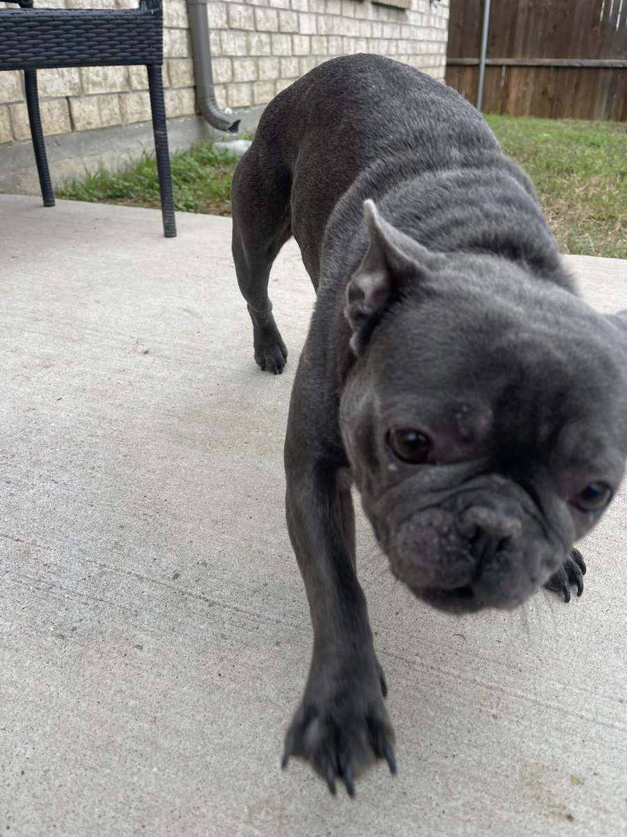 Frenchie Dog For sale image 1