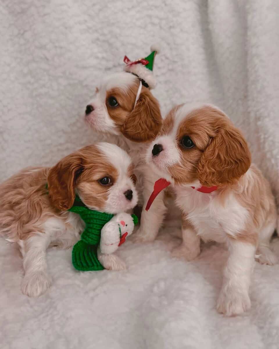 AKC Cavalier King Charles Spaniel Puppies Availabl image 5