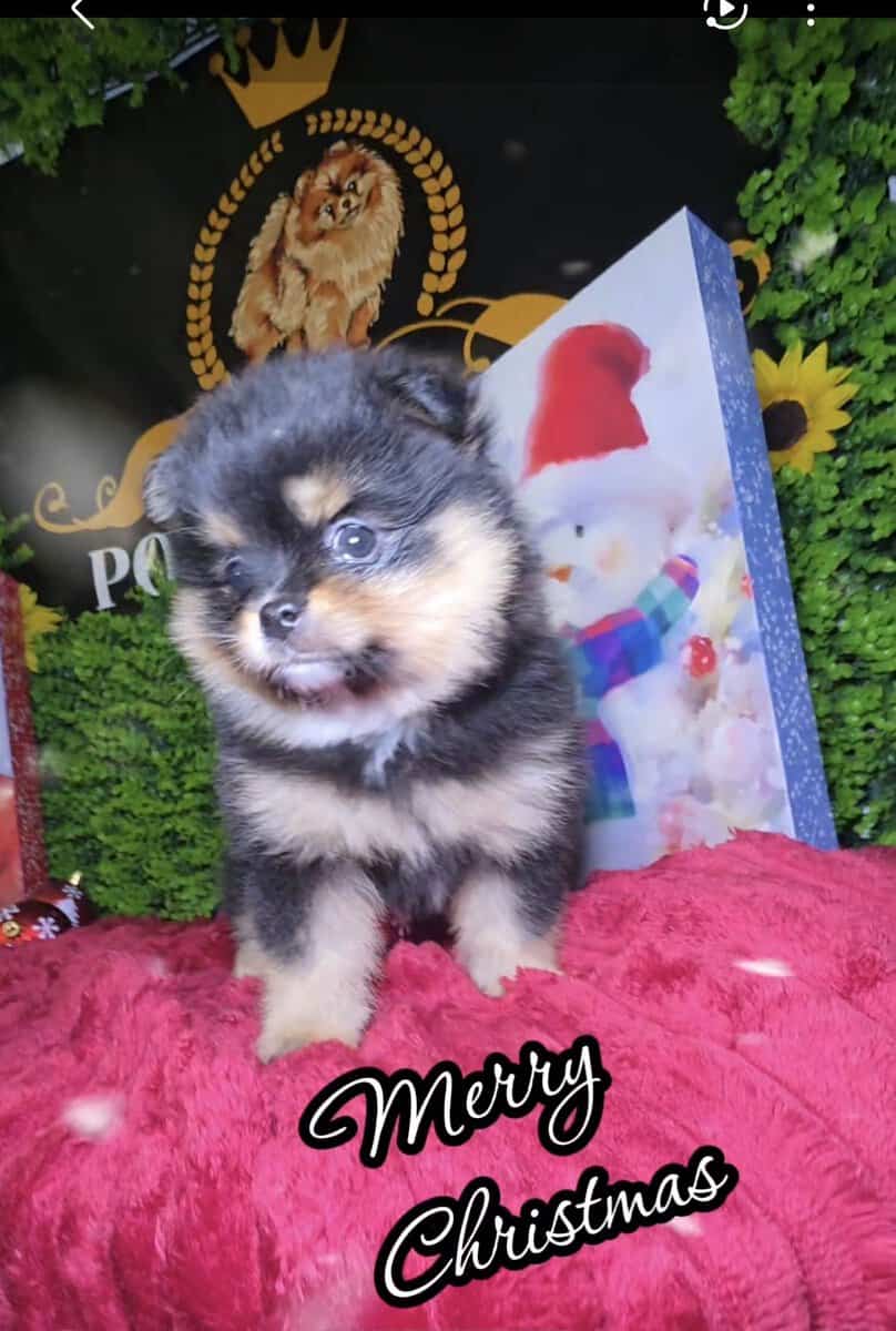Pomeranians available image 3