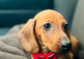 Bolt | Dachshund Puppy
