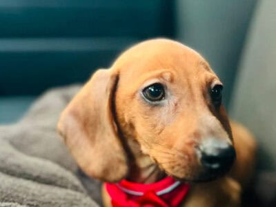 Bolt | Dachshund Puppy