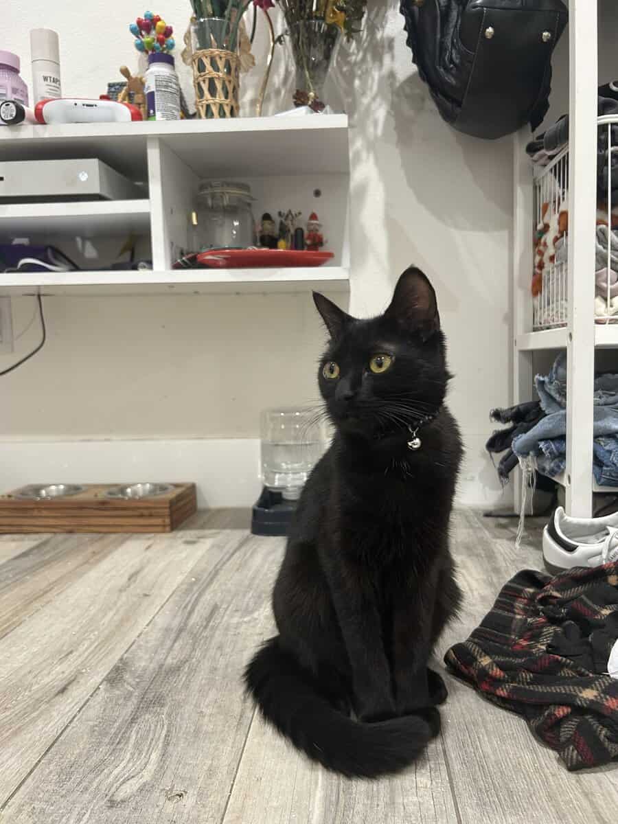 Female cat needs to be rehomed image 5