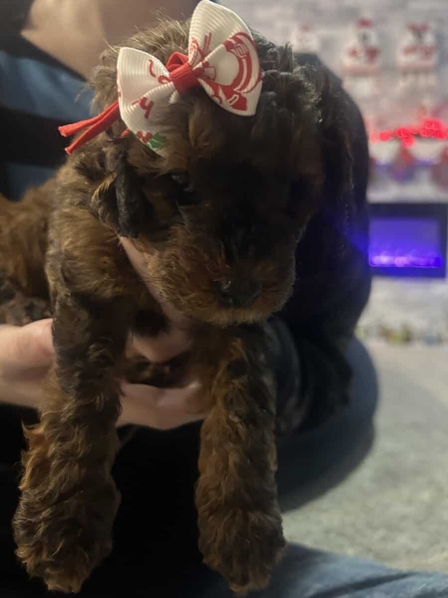 Tiny Doodle Puppies for Christmas in Iowa image 22