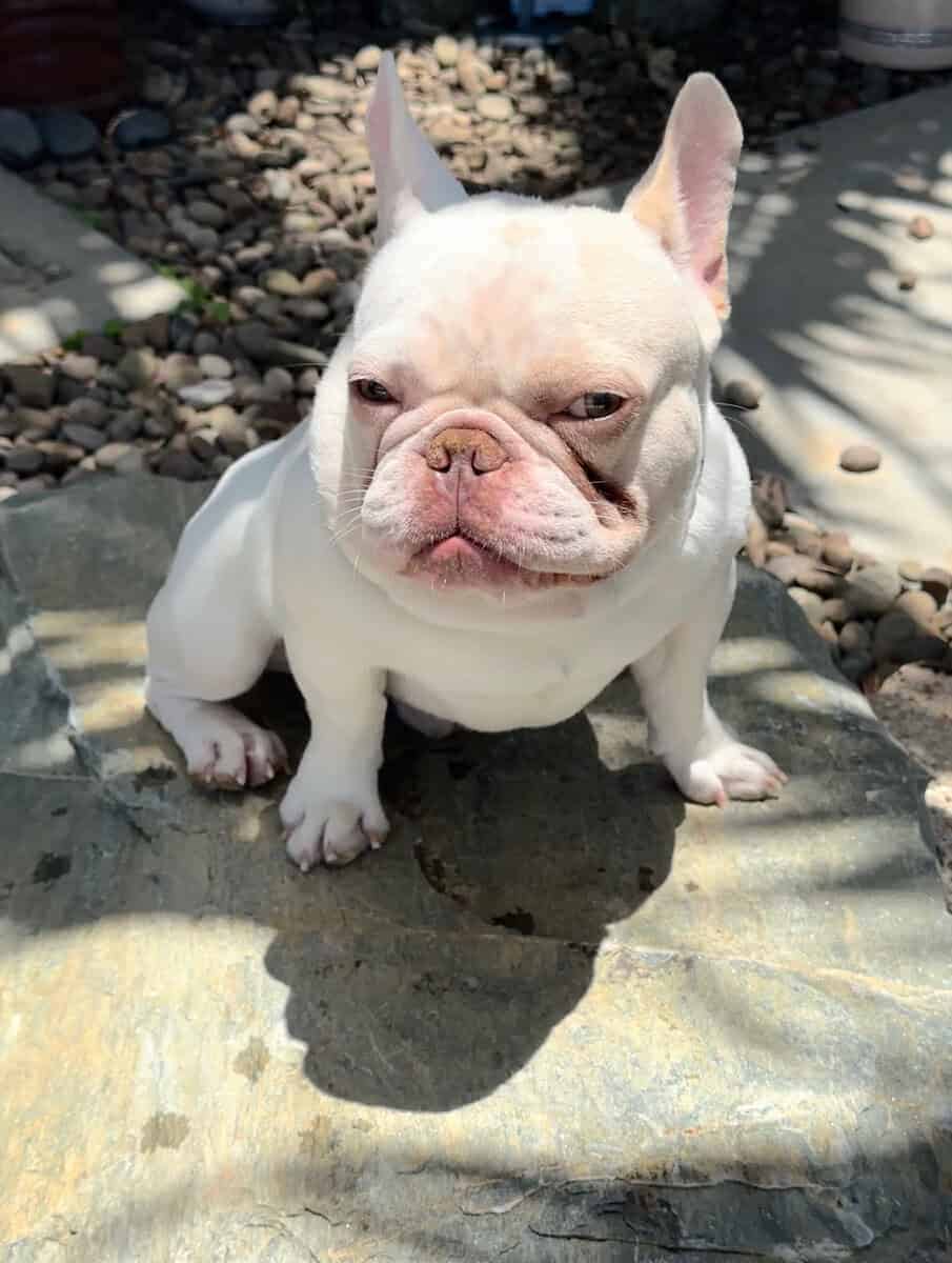 French Bulldog image 2