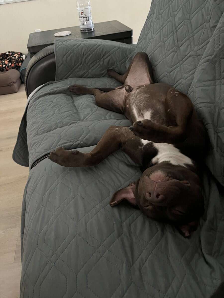 Rehoming mixed breed, for single dog household image 2