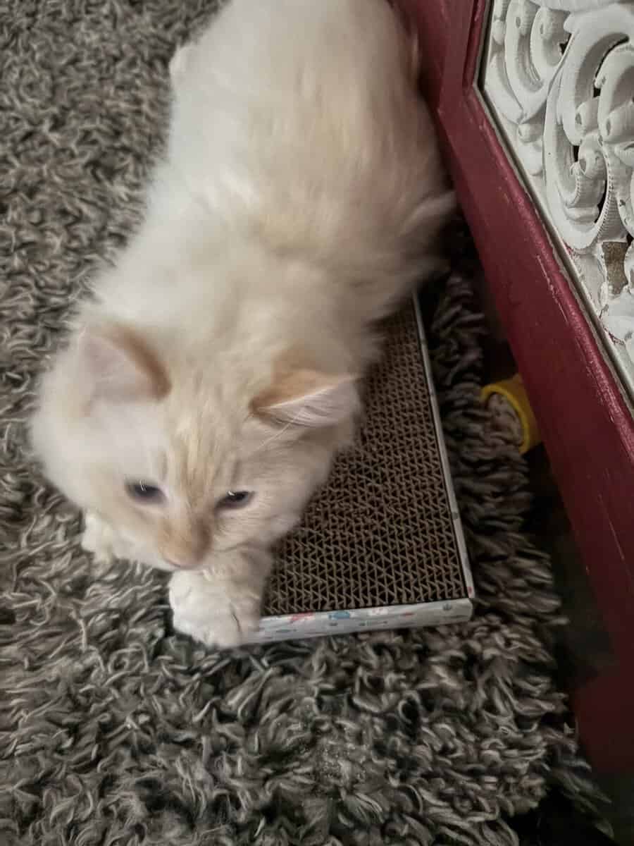 Ragdoll munchkin kitten image 2